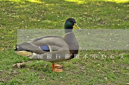 中国银行逾期不小心6天 中国银行逾期不小心6天