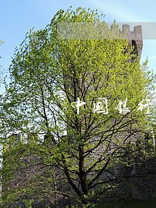 中国银行逾期了还能提额吗 中国银行逾期了还能提额吗