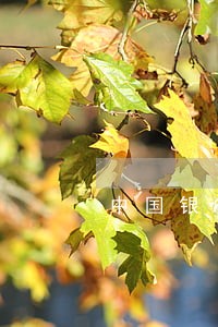 中国银行逾期会封卡吗 中国银行逾期会封卡吗