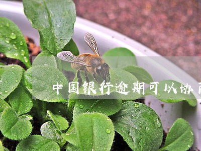 中国银行逾期可以协商吗 中国银行逾期可以协商吗