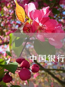 中国银行逾期要到我单位 中国银行逾期要到我单位