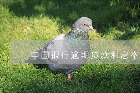 中国银行逾期贷款利息率 中国银行逾期贷款利息率