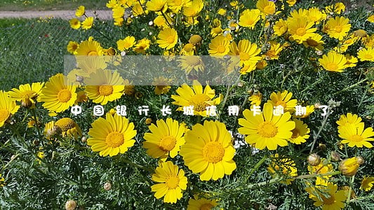 中国银行长城信用卡逾期了 中国银行长城信用卡逾期了