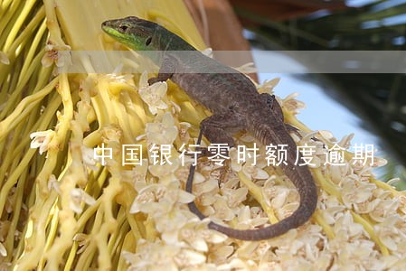 中国银行零时额度逾期 中国银行零时额度逾期