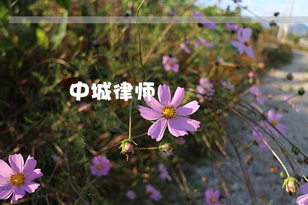 中城律师 中城律师