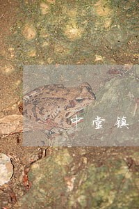 中堂镇抵押纠纷律师 中堂镇抵押纠纷律师