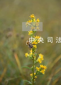 中央司法吉林省多少分