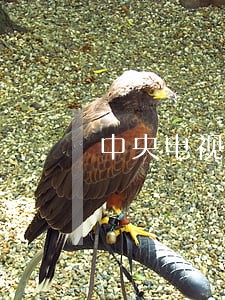 中央电视台芜湖违法采沙 中央电视台芜湖违法采沙
