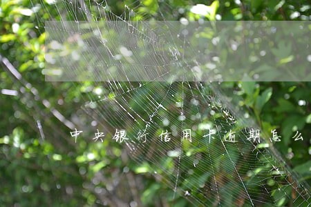 中央银行信用卡逾期怎么解决 中央银行信用卡逾期怎么解决