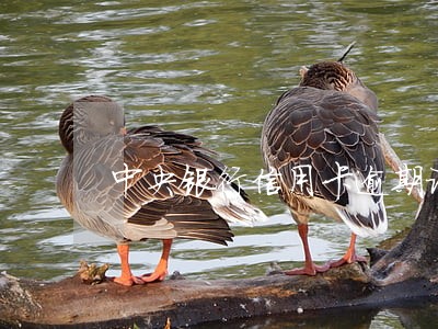 中央银行信用卡逾期记录