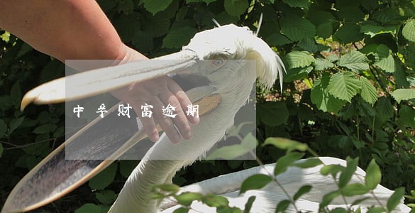 中孚财富逾期 中孚财富逾期