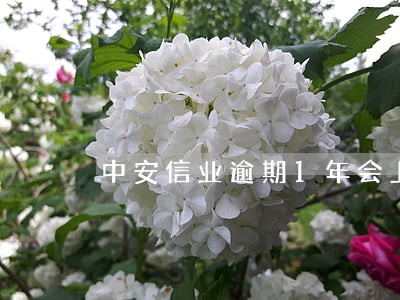 中安信业逾期1年会上征信吗