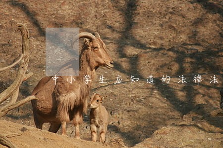 中小学生应知道的法律法规