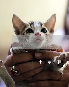 中小学职业道德与法规培训心得 中小学职业道德与法规培训心得