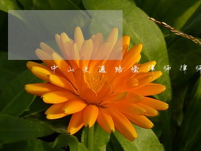 中山交通赔偿律师律师 中山交通赔偿律师律师