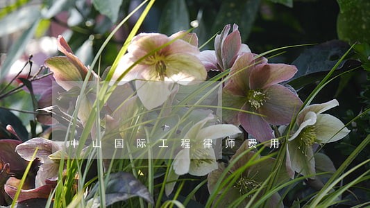 中山国际工程律师费用