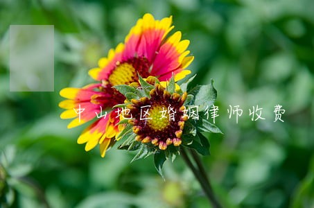 中山地区婚姻律师收费 中山地区婚姻律师收费