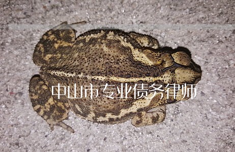 中山市专业债务律师 中山市专业债务律师