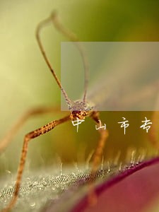 中山市专业婚姻律师推荐 中山市专业婚姻律师推荐