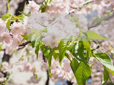 中山市债务合同律师收费标准 中山市债务合同律师收费标准