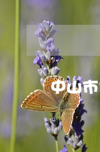 中山市债务律师价格 中山市债务律师价格
