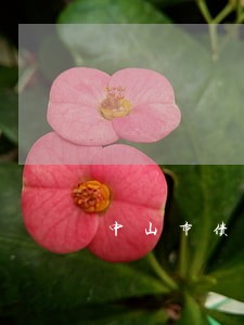 中山市债务律师咨询电话 中山市债务律师咨询电话