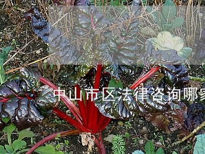 中山市区法律咨询哪家好 中山市区法律咨询哪家好