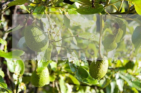 中山市可靠法律咨询 中山市可靠法律咨询
