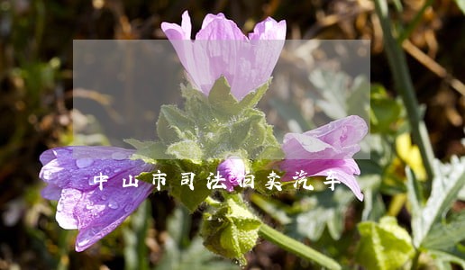中山市司法拍卖汽车