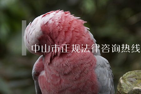 中山市正规法律咨询热线