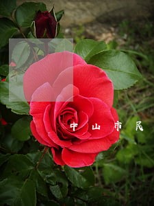 中山市民事债务纠纷律师价格 中山市民事债务纠纷律师价格