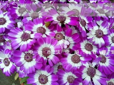 中山市法律顾问在哪里