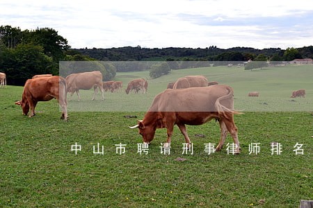 中山市聘请刑事律师排名 中山市聘请刑事律师排名