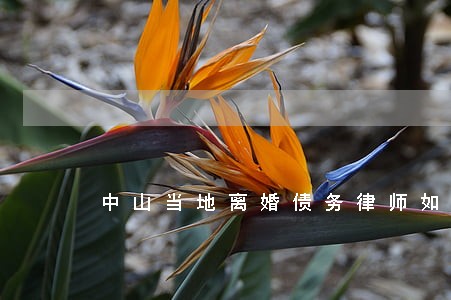 中山当地离婚债务律师如何委托 中山当地离婚债务律师如何委托