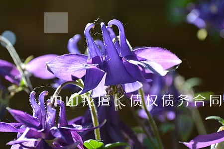 中山找擅长债权债务合同律师 中山找擅长债权债务合同律师