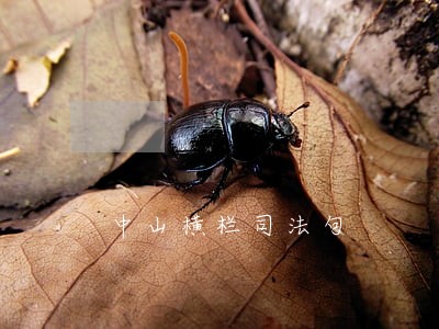 中山横栏司法句 中山横栏司法句
