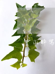 中山醉驾罪法律咨询律师 中山醉驾罪法律咨询律师
