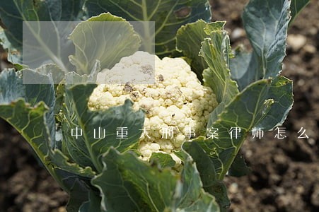 中山重大刑事案律师怎么收费 中山重大刑事案律师怎么收费