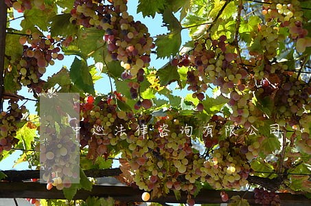 中巡法律咨询有限公司 中巡法律咨询有限公司