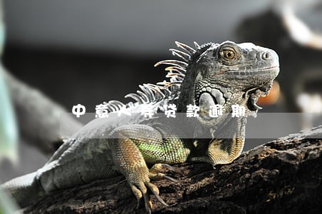 中意人寿贷款逾期 中意人寿贷款逾期