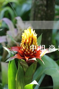 中机商城有限公司诉讼