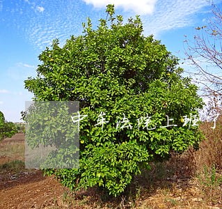 中牟法院上班了吗 中牟法院上班了吗