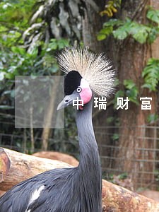 中瑞财富会逾期