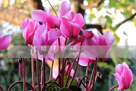 中级律师证