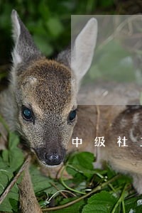 中级社工政策与法规8