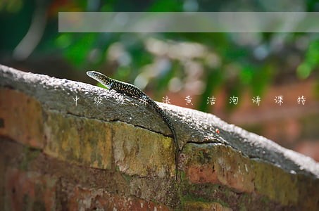 中级经济法黄洁洵讲课特点