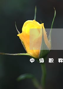 中级职称证