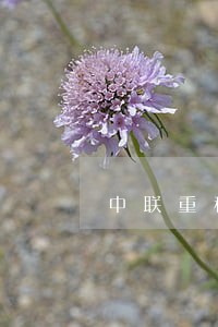 中联重科十大律师 中联重科十大律师