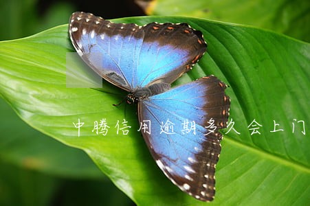 中腾信用逾期多久会上门
