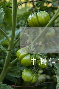 中腾信贷款逾期会 中腾信贷款逾期会